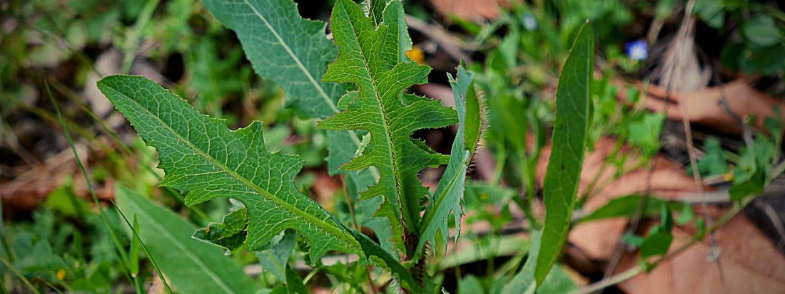laitue scariole lactuca serriola salade sauvage