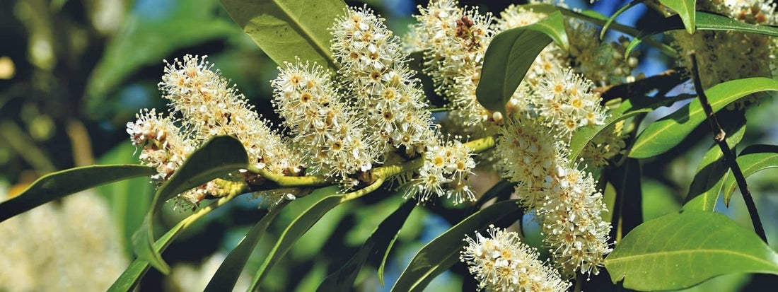 laurier cerise toxique ou non