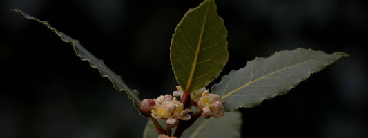 laurier et diabète comment le laurier sauce peut aider les diabétiques dans leur régime alimentaire en baissant leur taux de glycémie