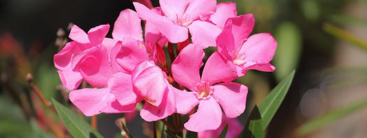 laurier rose toxique au toucher