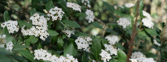 laurier tin