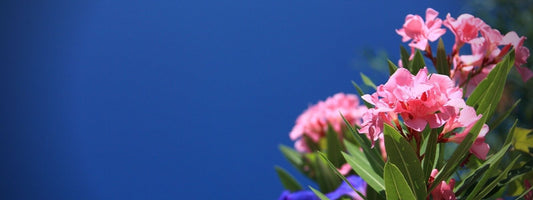 laurier toxique ou laurier comestible laurier tin laurier noble laurier sauce laurier du caucase, laurier du portugal et autres espèces comme les lauriers tin