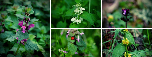 les différentes espèces de Lamiers (Lamium) Lamier Blanc Lamier Jaune Lamier Pourpre