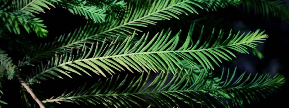 les différentes espèces de Taxodium les Cyprès Chauves