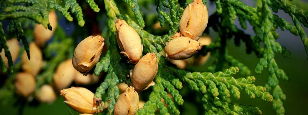 les différentes espèces de thuyas thuja