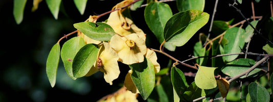 les propriétés médicinales du Paliure Austral