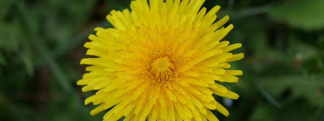 les propriétés médicinales du pissenlit