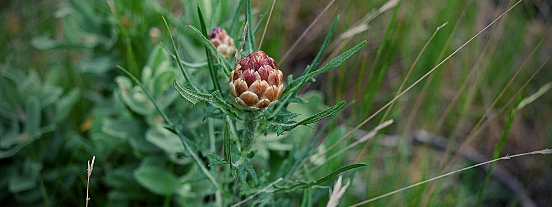 leuzée conifère plante sauvage des garrigues