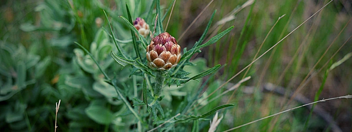 leuzée conifère plante sauvage des garrigues