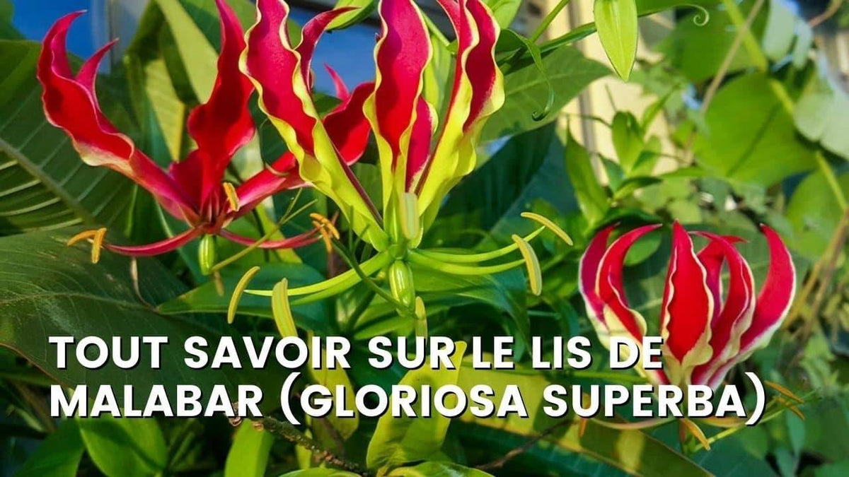 LIS DE MALABAR (GLORIOSA SUPERBA)