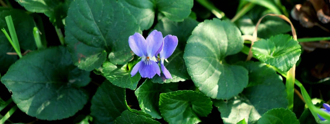 liste des différentes espèces de violettes viola odorata et confusions