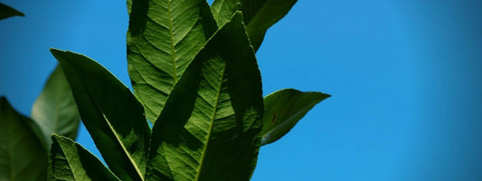 liste des différents agrumes espèces et variétés