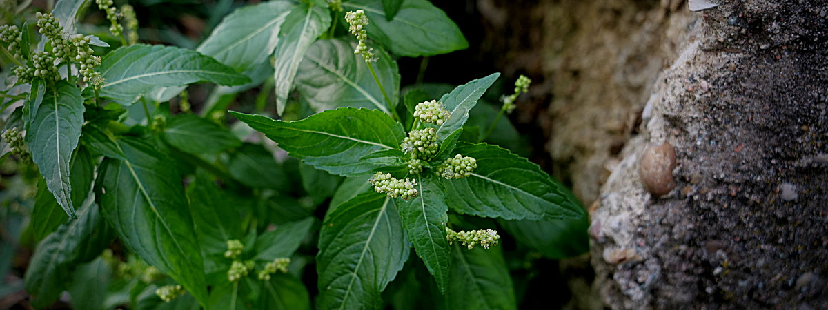 liste des plantes sauvages à fleurs vertes. Inflorescence vertes et verdâtres de france. Découvrez les plantes à fleurs vertes.