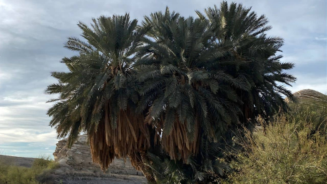 liste de toutes les espèces de palmier du genre phoenix et comment cultiver le phoenix dactylifera le palmier dattier avec monde vegetal