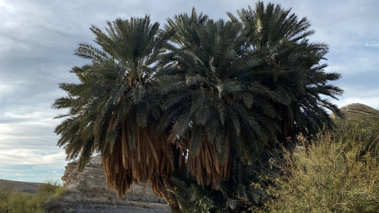 liste de toutes les espèces de palmier du genre phoenix et comment cultiver le phoenix dactylifera le palmier dattier avec monde vegetal