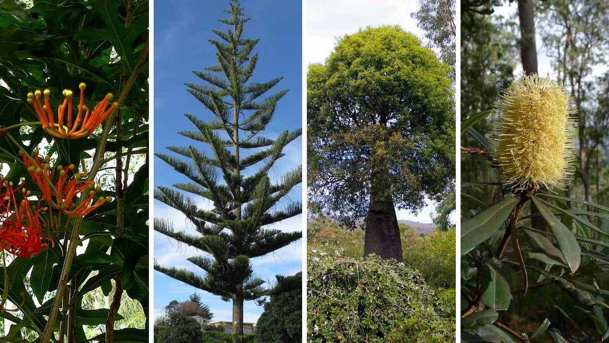 liste des arbres australiens rares et insolites à cultiver en europe