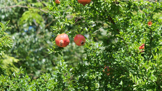 liste des variétés de grenadiers punica granatum et comment les choisir