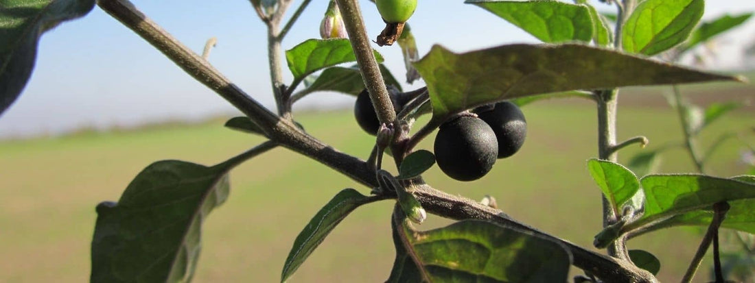 morelle noire Solanum nigrum