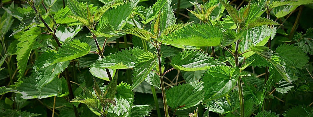 où poussent les orties