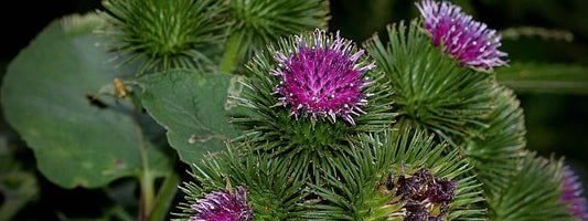 où trouver de la bardane dans la nature plante sauvage comestible et médicinale