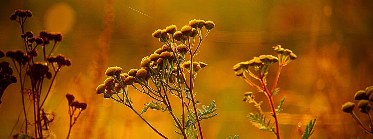 ou trouver de la tanaisie dans la nature à l'état sauvage
