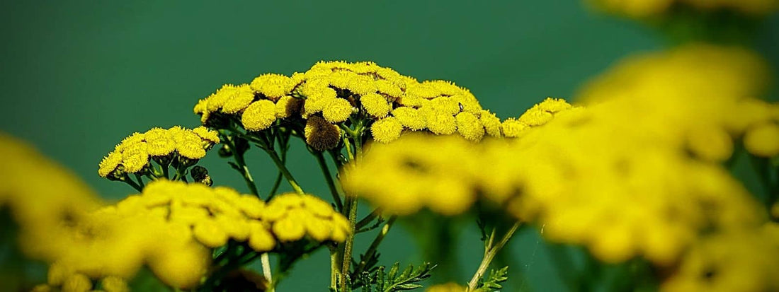 où trouver de la tanaisie. photo d'une tanaisie avec ses fleurs jaunes