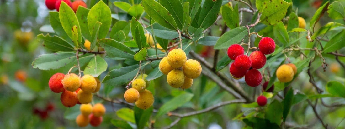 où trouver l'Arbousier dans la Nature, où pousse t'il dans la nature