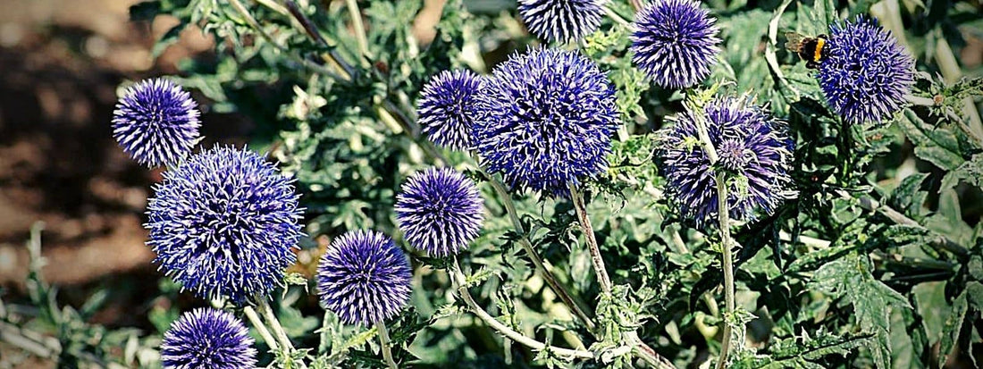oursin bleu echinops ritro chardon à fleurs bleus chardon bleu plante sauvage