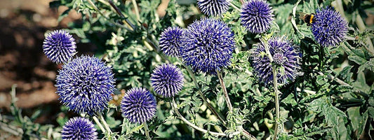 oursin bleu echinops ritro chardon à fleurs bleus chardon bleu plante sauvage