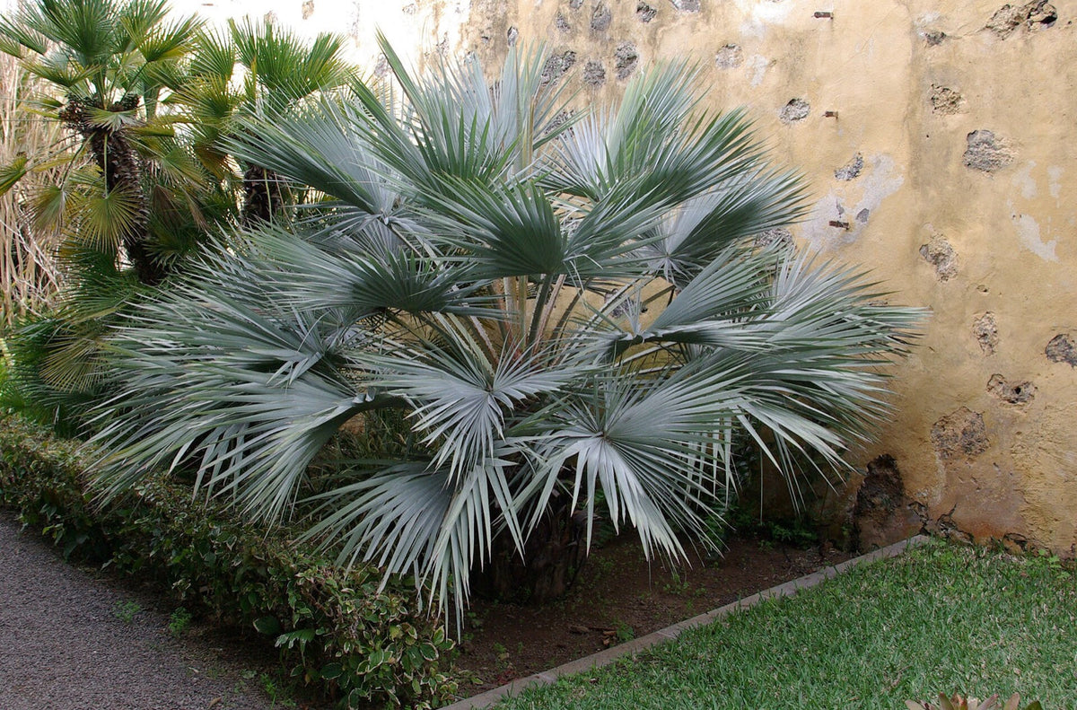 Palmier bleu du Mexique aux grandes palmes en éventail bleu argenté dans un jardin botanique de Tenerife