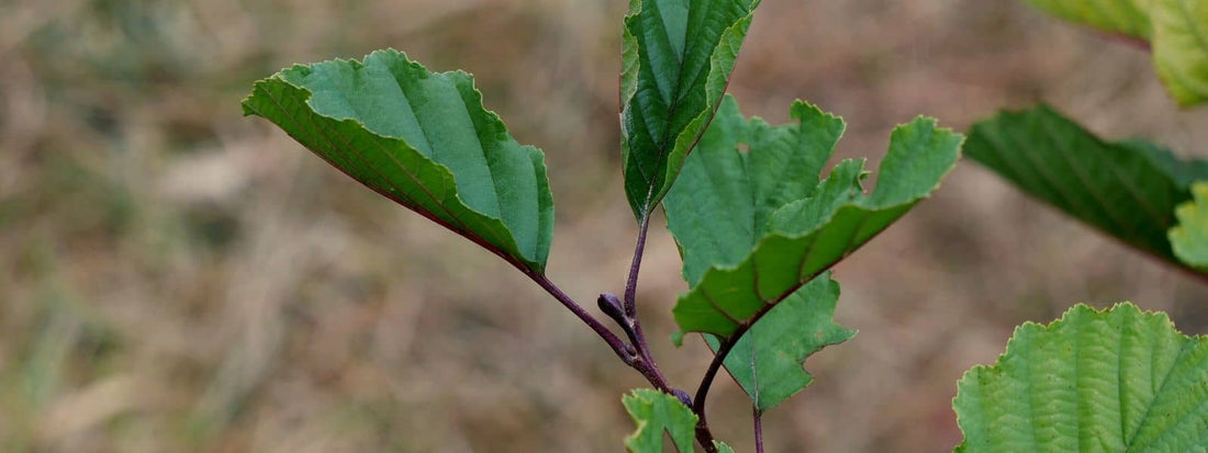phanérophyte définition