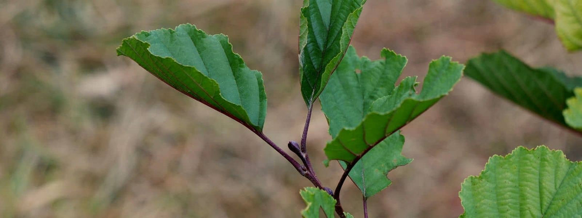phanérophyte définition