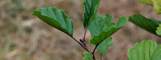 phanérophyte définition