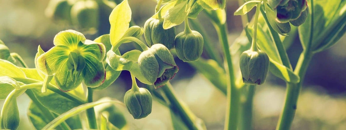 photo d'Hellébore fétide identification