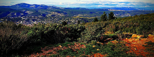 plante de garrigue arbuste des garrigues arbre de la garrigue fleurs de garrigue