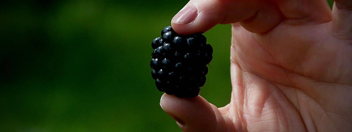 plante qui donne des mures ronce mûrier