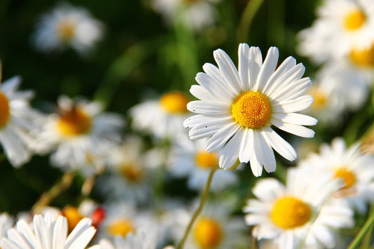 plante sauvage à fleur blanche plantes sauvages à floraisons blanches