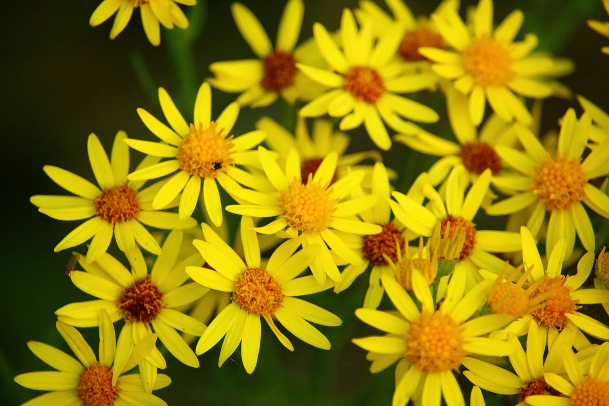 plante sauvage à fleur jaune