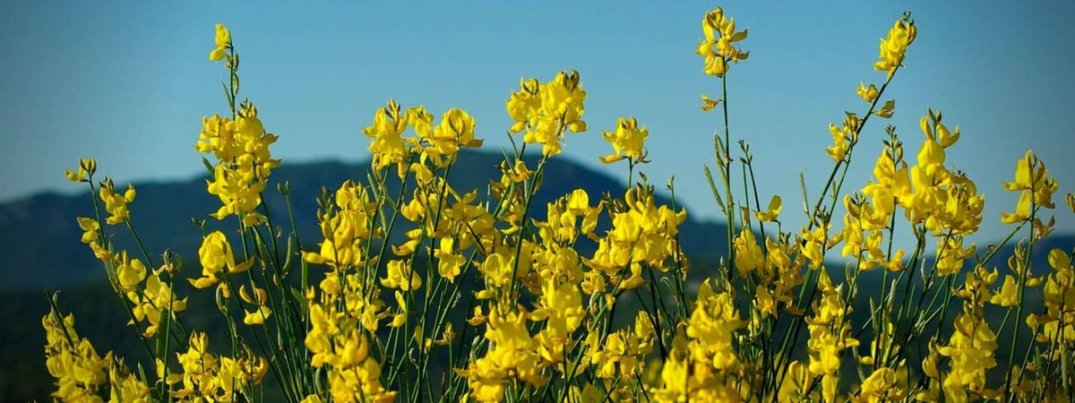 plantes pour massif plein sud