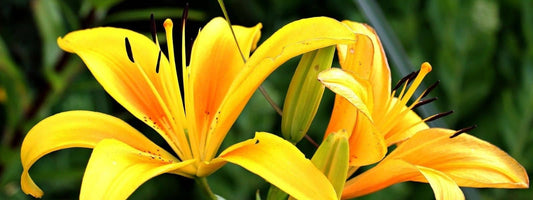 plantes sauvages françaises Flore française symbolisées par des fleurs de Lys