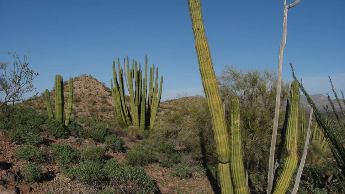 plantes du désert de Sonora rustiques à cultiver en Europe espèces végétales rares et insolites
