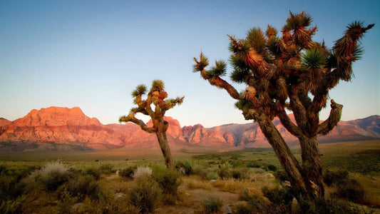 plantes du désert du mojave plantes typique des zones arides d'amérique