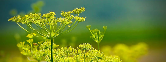 propriétés du fenouil