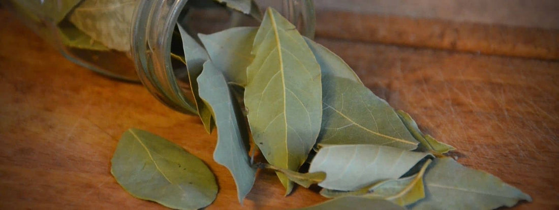 propriétés du laurier sauce propriété bienfaits vertus laurus nobilis