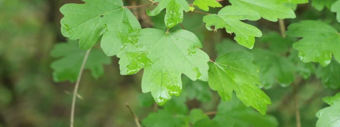 propriétés médicinales de l'érable champêtre plante médicinales aux nombreuses vertus