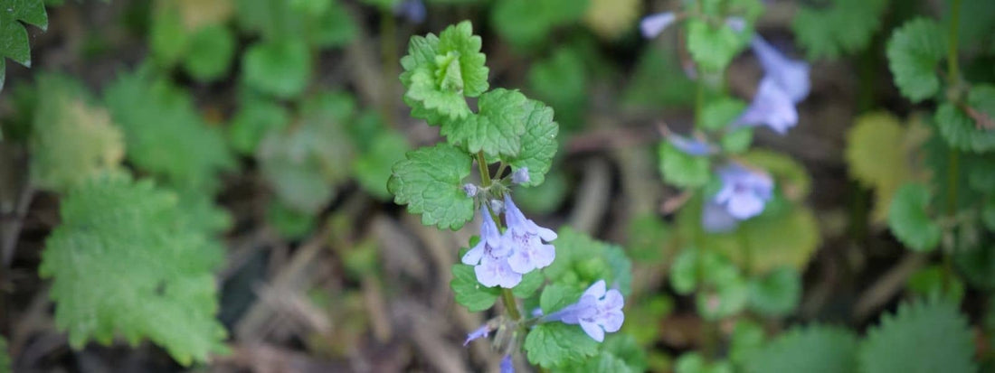 propriétés médicinales du lierre terrestre comment l'utiliser