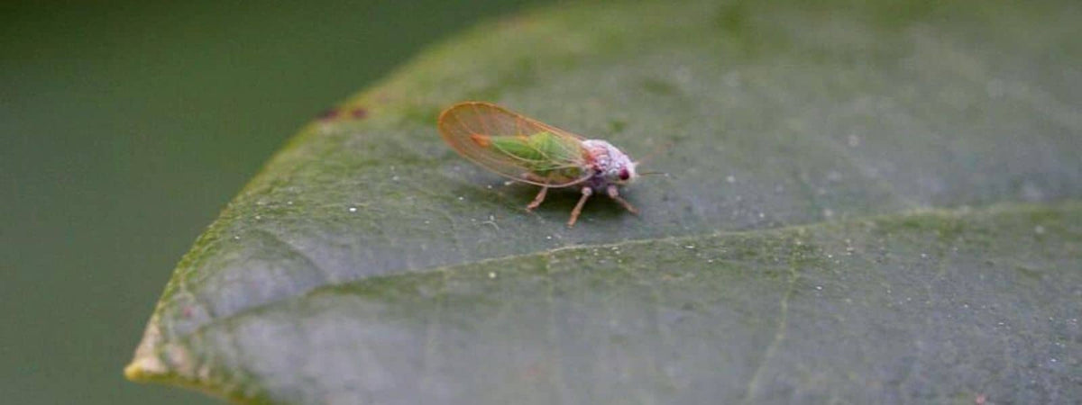 psylle du buis reconnaître, prévenir et lutter contre les dégâts de cet insecte nuisible du Buis