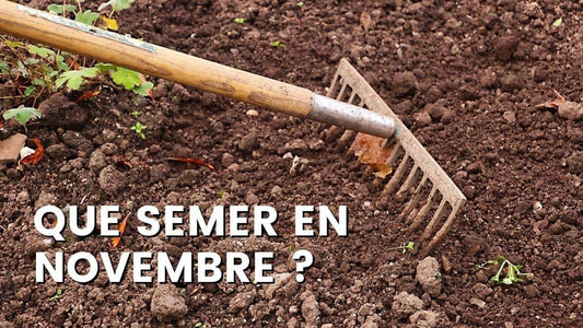 QUE SEMER EN NOVEMBRE