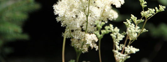 propriétés de la reine des prés