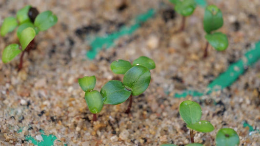 quelles graines semer en août pour avoir un beau potager